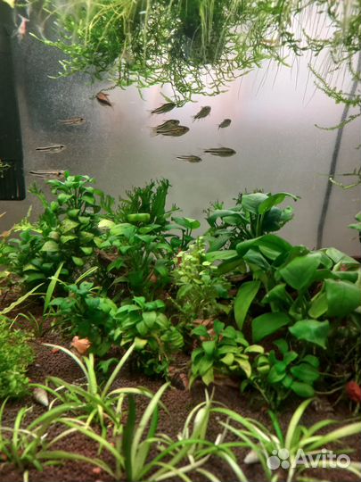 Аквариум кубики 20-64л juwel 54л Сомики пигмей