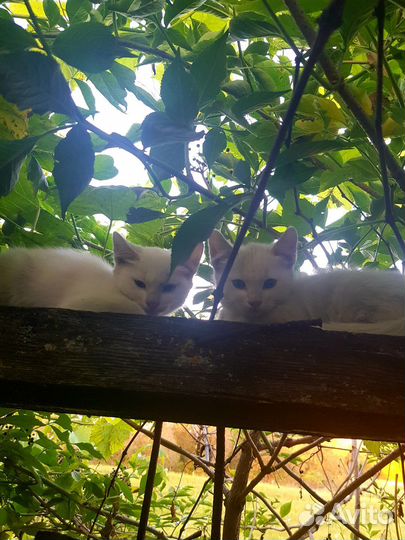 Котята гладкошерстные