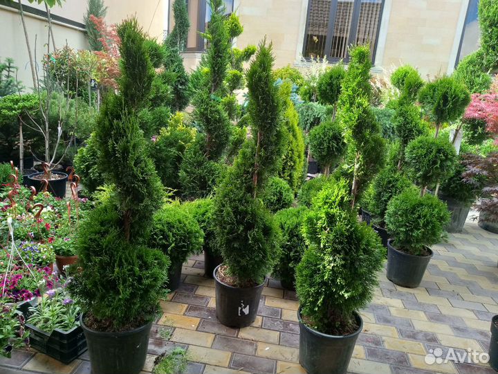 Растения декоративные