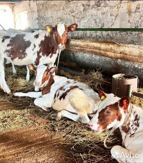 Телки и нетели