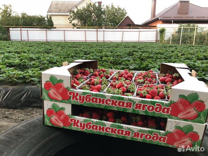 Клубника vanlav