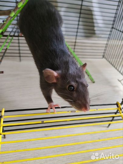 Крыса дамбо с клеткой