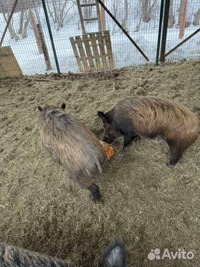 Дикий кабан