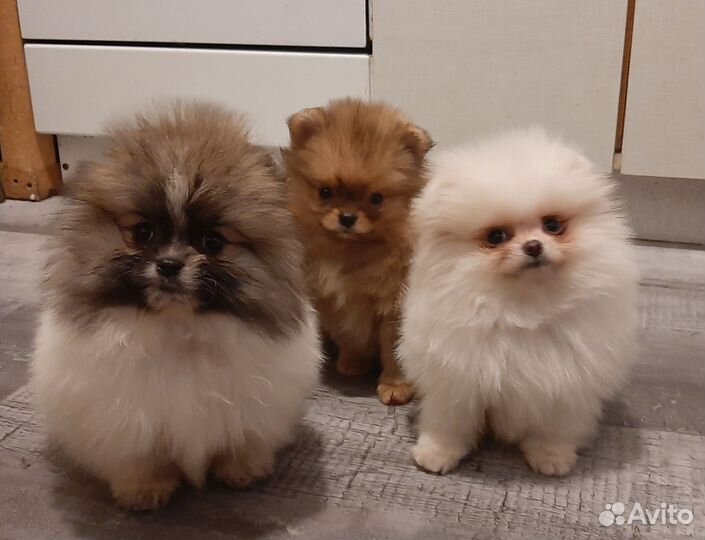 Шпиц девочки и мальчик