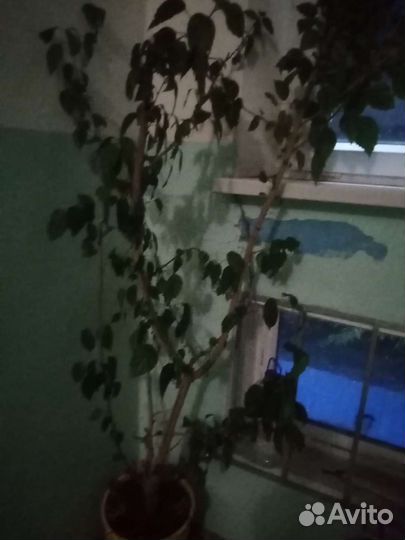 Китайская роза