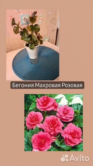 Комнатные цветы