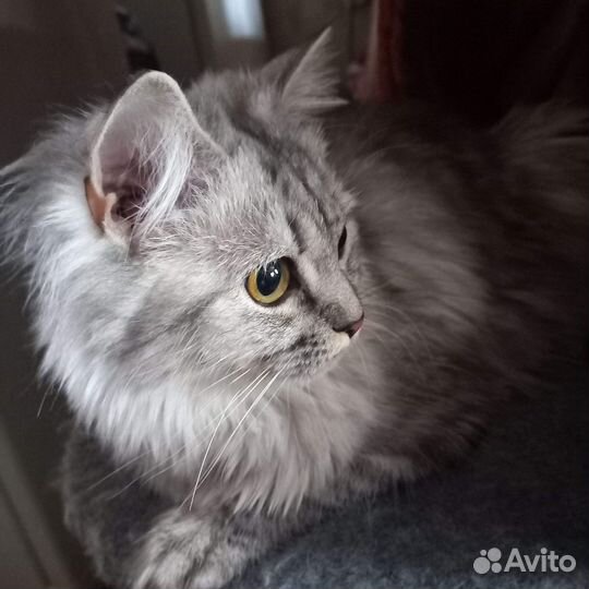 Кошечка в добрые руки бесплатно