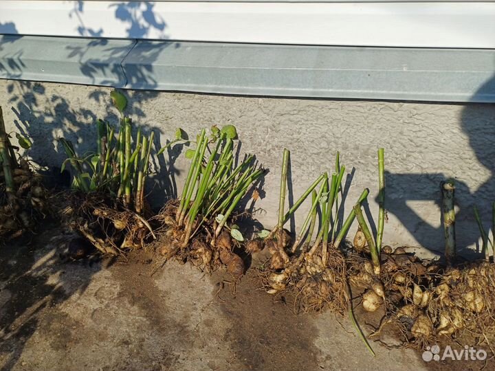 Многолетний георгин