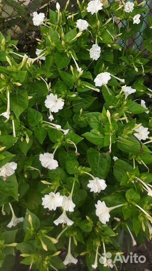 Бархатцы семена, цинии, мальва, гиацинтовые бобы