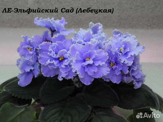 Фиалка эльфийский сад фото Фиалка сорта "Эльфийский сад" купить в Москве Товары для дома и дачи Авито