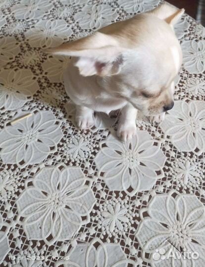 Малыши Чихуахуа