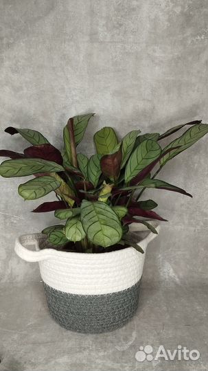 Ктенанте amagris