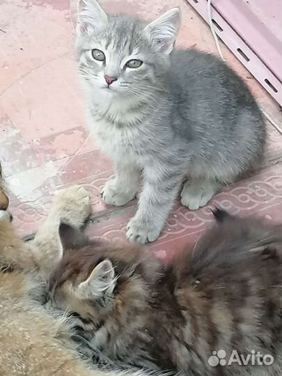 Котята в добрые руки
