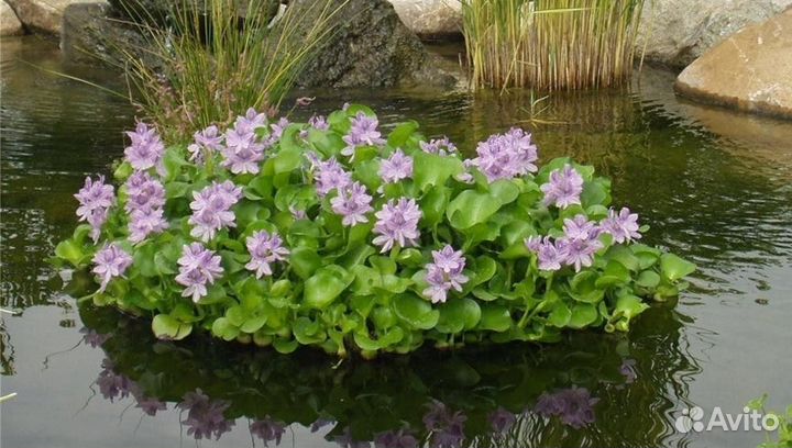 Водный гиацинт