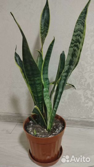 Филодендрон