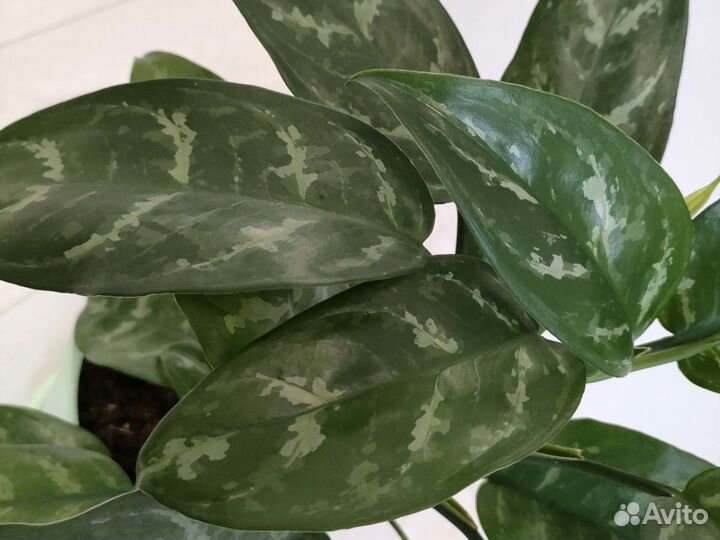 Аглаонема Мария+2 детки