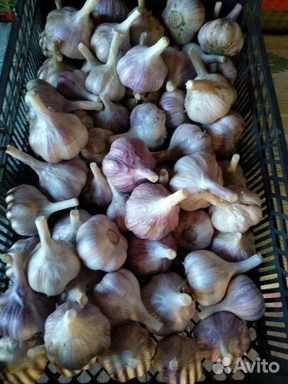 Зимний чеснок на посадку