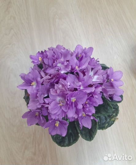 Фиалки детки