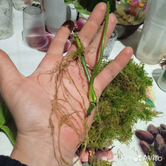 Веррукозум бородавчатый