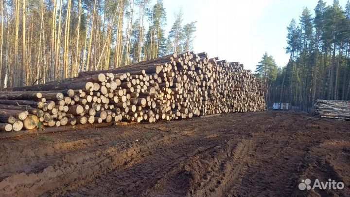 Лес кругляк