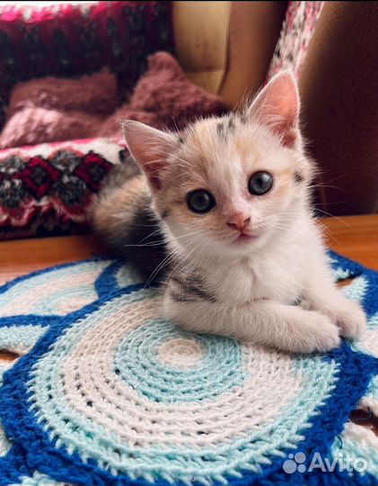Кошки