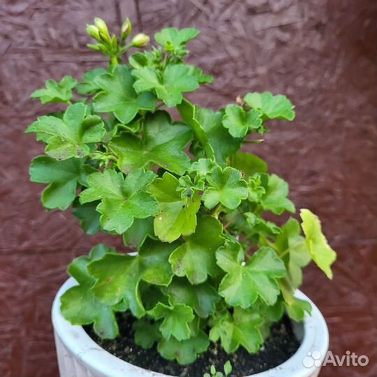 Пеларгония плющелистная Тесс Влада