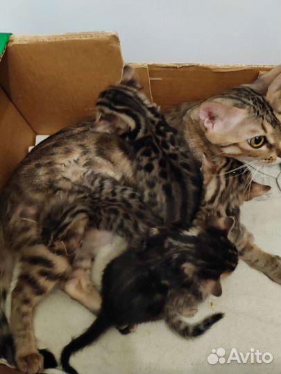 Бенгальские котята