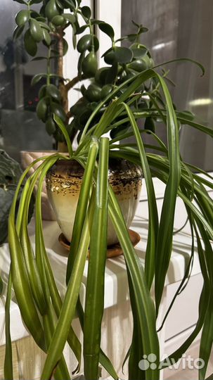 Хлорофитум