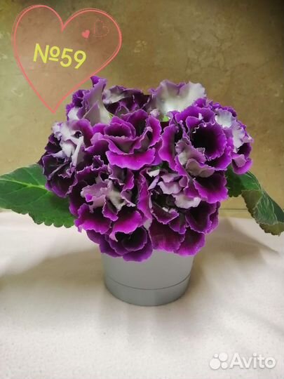 Глоксиния лист