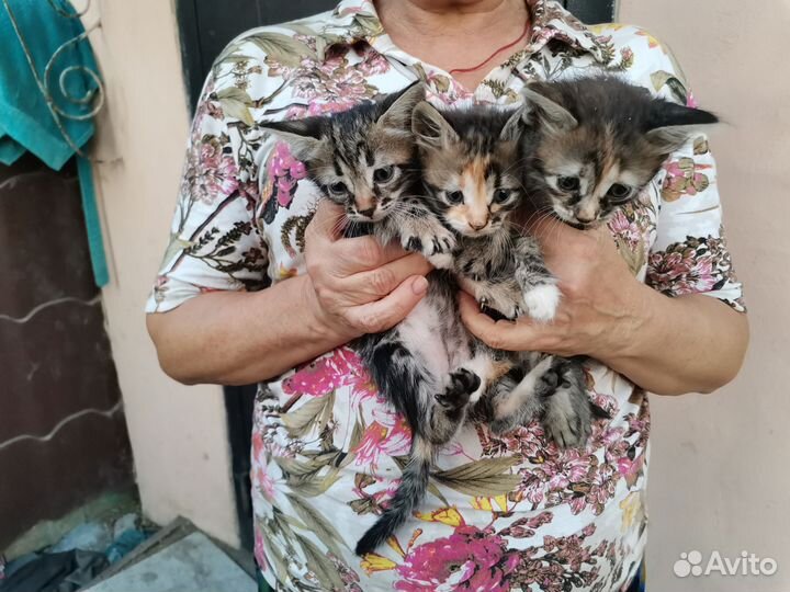 Котята в добрые руки бесплатно