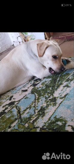 Отдам бесплатно