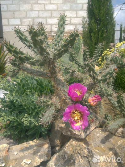 Морозостойкие кактусы, молодило, очитки