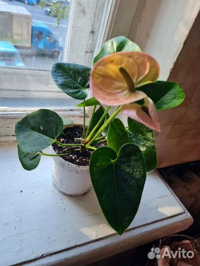 Антуриум спирит