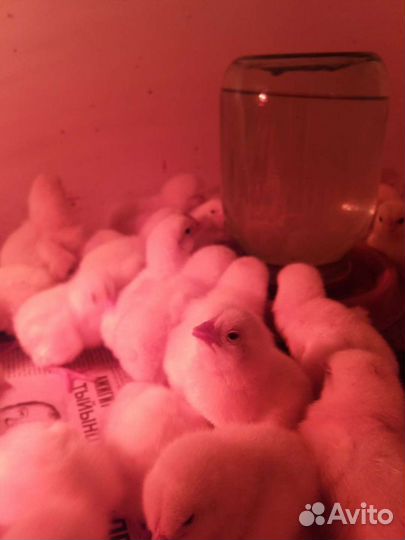 Цыплята