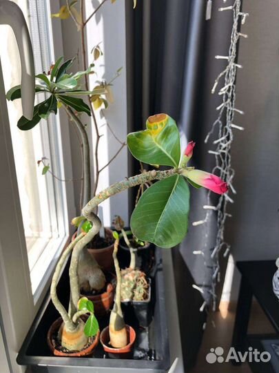 Сейчас с бутонами Адениумы и Суринамская вишня