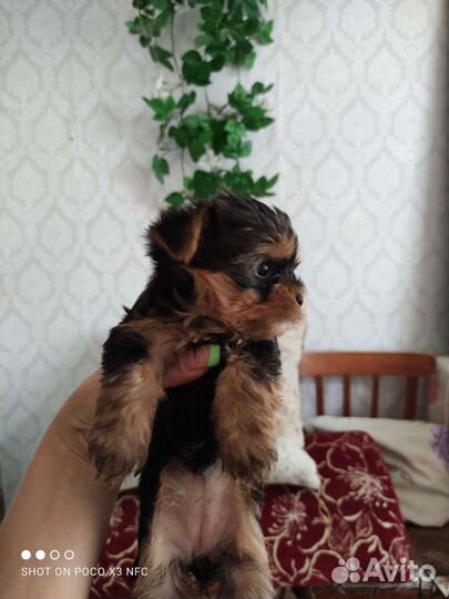 Йоркширский терьер