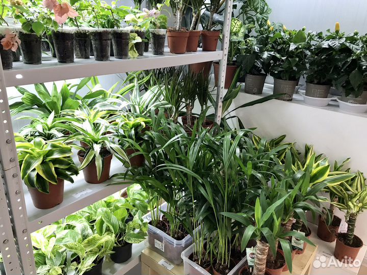 Коллекционные комнатные цветы