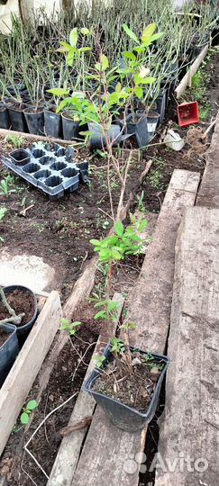 Жимолость съедобная и жимолость татарская