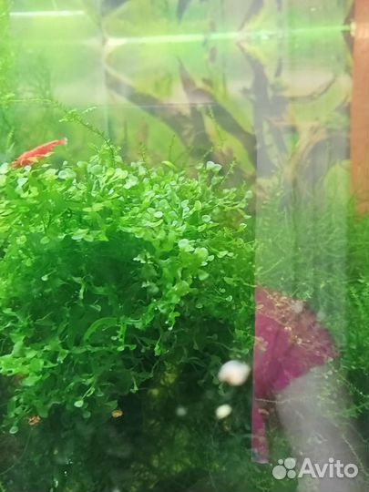 Излишки мха для аквариума