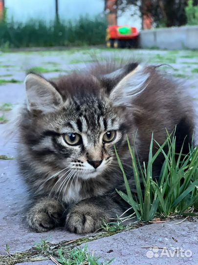 Котята в добрые руки бесплатно