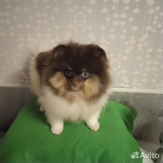 Померанский шпиц мини