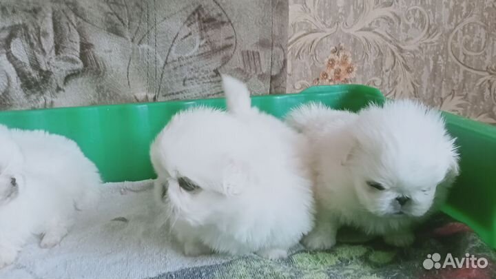 Милые щенки