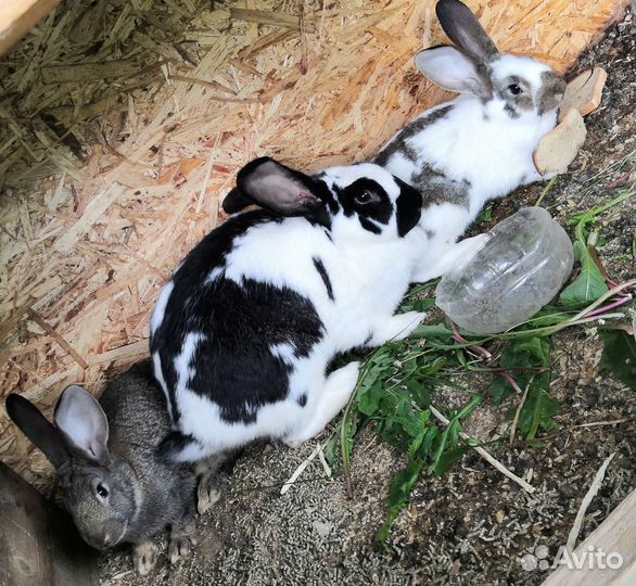 Кролики 3 мес (Крупная порода)