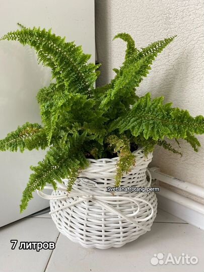 Кашпо из ротанга в наличии