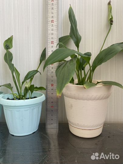 Спатифиллум мини