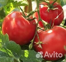 Супер ранние томаты в стаканчике