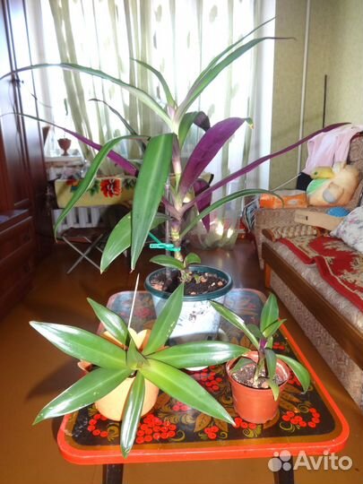 Традесканция Рео