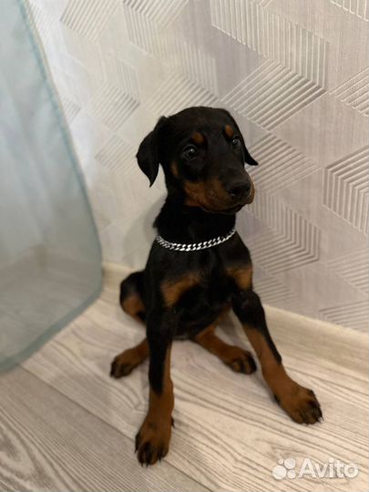 Щенки добермана
