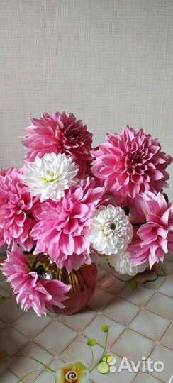 Георгины,клубни