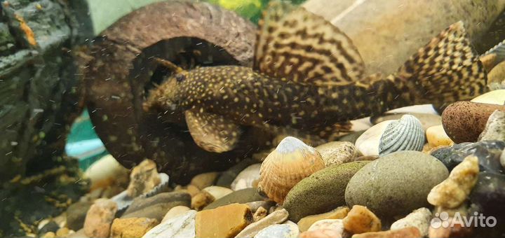 Сомики анциструсы